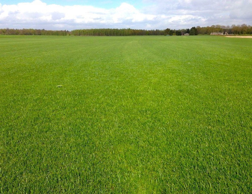 Premium Speelgazon Graszoden